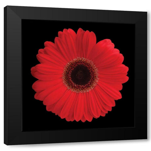 Gerbera Daisy Red Black Modern Wood Framed Art Print with Double Matting by Christensen, Jim