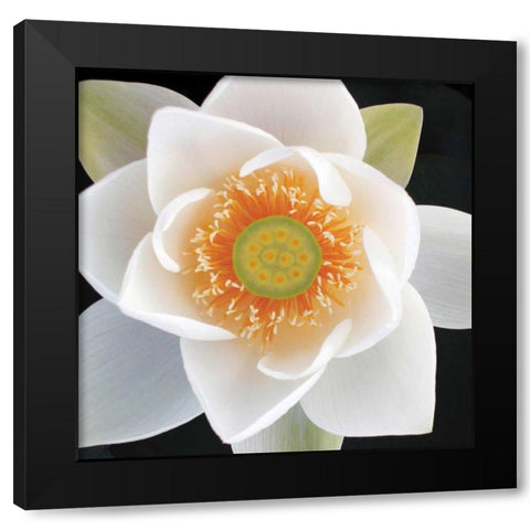Lotus II Black Modern Wood Framed Art Print with Double Matting by Christensen, Jim
