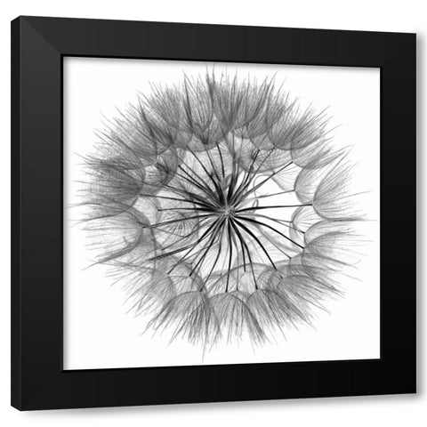 Goats Beard IV Black Modern Wood Framed Art Print with Double Matting by Christensen, Jim