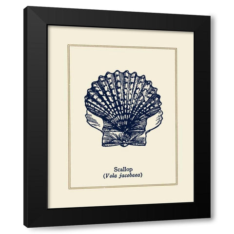 Scallop Shell Black Modern Wood Framed Art Print with Double Matting by Gorham, Gregory