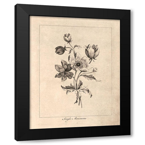 Vintage Anemones Black Modern Wood Framed Art Print with Double Matting by Harbick, N.