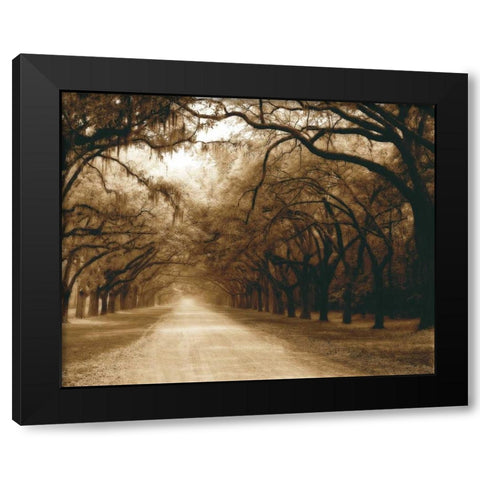 Savannah Oaks I Black Modern Wood Framed Art Print with Double Matting by Hausenflock, Alan