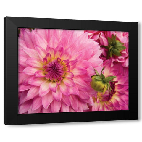 Pink Dahlia Black Modern Wood Framed Art Print with Double Matting by Love, Maureen