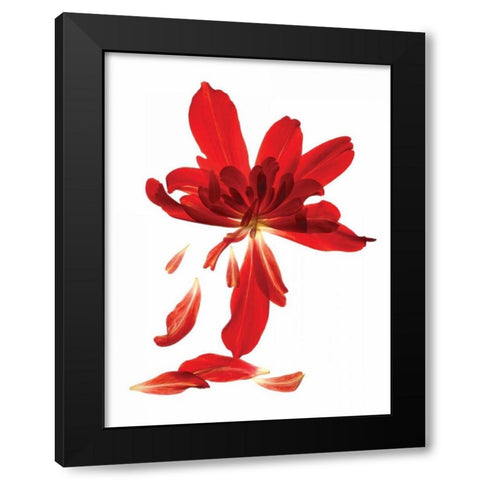 Begonia Array Black Modern Wood Framed Art Print with Double Matting by McLemore, Julia