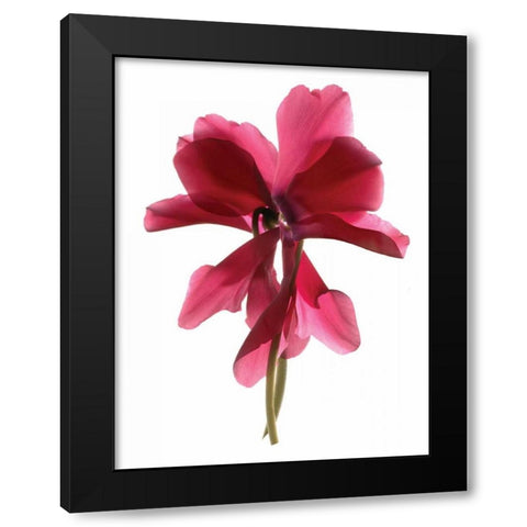 Cyclamen Dance Black Modern Wood Framed Art Print by McLemore, Julia