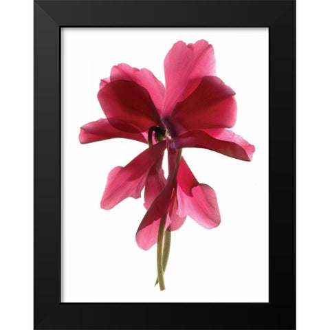 Cyclamen Dance Black Modern Wood Framed Art Print by McLemore, Julia