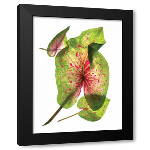 Calladium Float Black Modern Wood Framed Art Print with Double Matting by McLemore, Julia