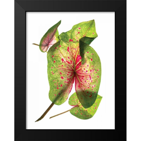 Calladium Float Black Modern Wood Framed Art Print by McLemore, Julia