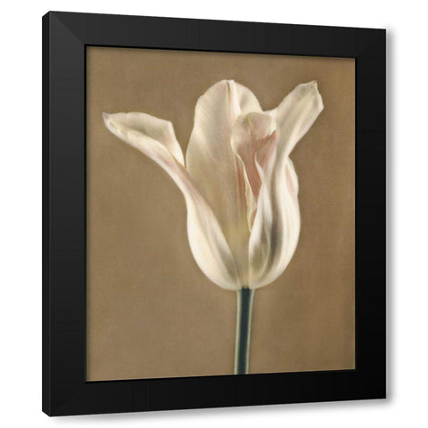 Lumiere Tulip I Black Modern Wood Framed Art Print with Double Matting by Melious, Amy