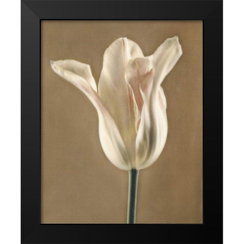 Lumiere Tulip I Black Modern Wood Framed Art Print by Melious, Amy