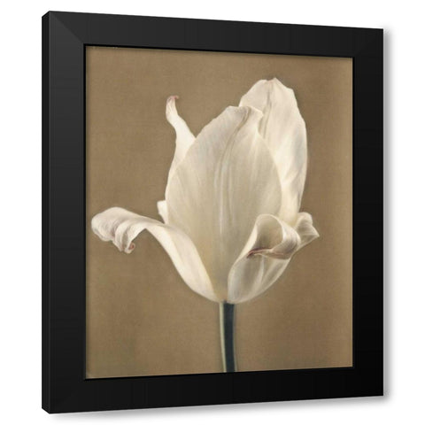 Lumiere Tulip II Black Modern Wood Framed Art Print with Double Matting by Melious, Amy