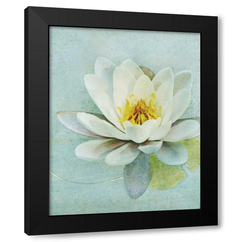 Pond Lily Black Modern Wood Framed Art Print with Double Matting by Melious, Amy