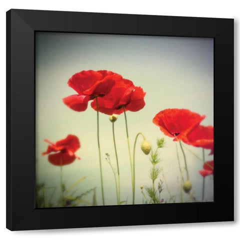 Bloom II Black Modern Wood Framed Art Print with Double Matting by Melious, Amy