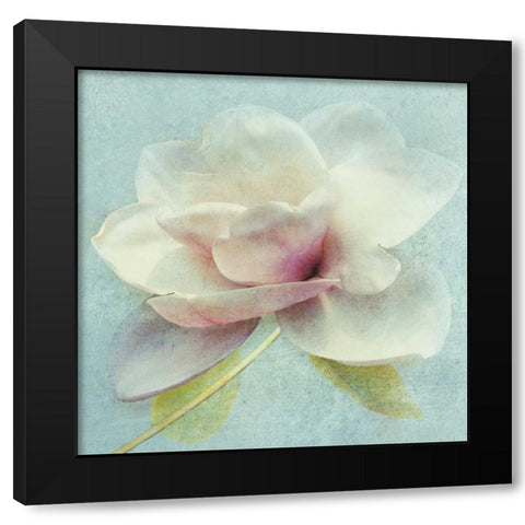 Pond Lily Sq. Black Modern Wood Framed Art Print with Double Matting by Melious, Amy