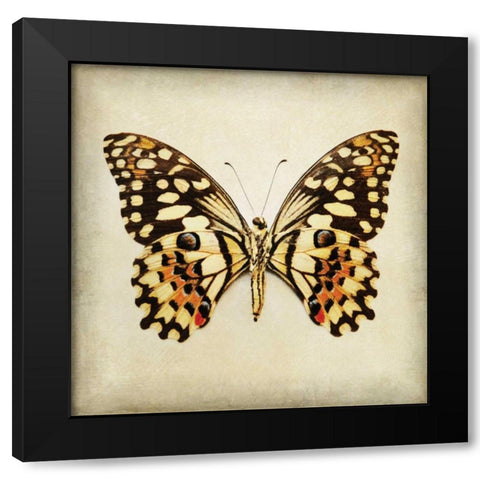 Butterfly 6 Black Modern Wood Framed Art Print with Double Matting by Melious, Amy