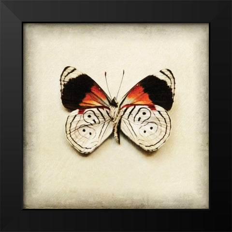 Butterfly 12 Black Modern Wood Framed Art Print by Melious, Amy