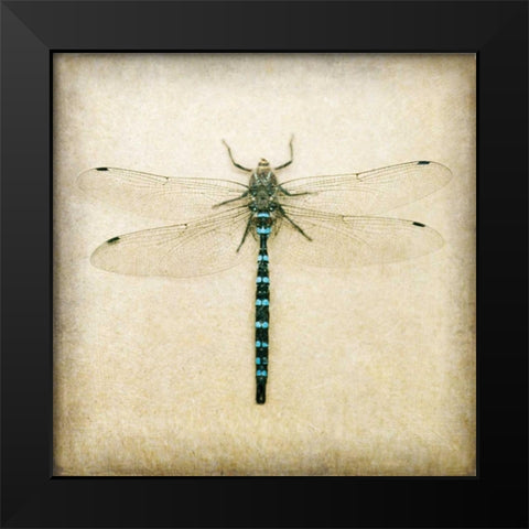 Dragonfly I Black Modern Wood Framed Art Print by Melious, Amy