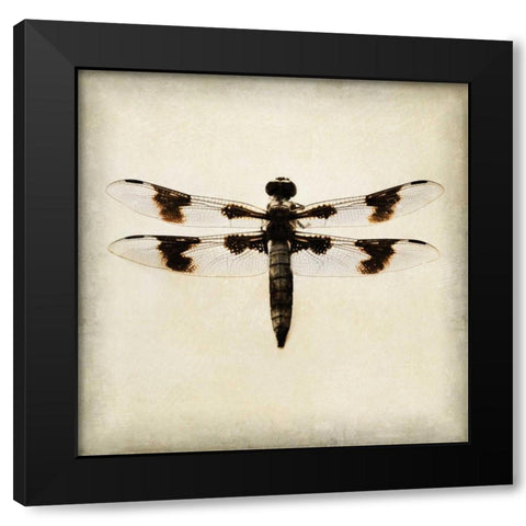 Dragonfly II Black Modern Wood Framed Art Print by Melious, Amy