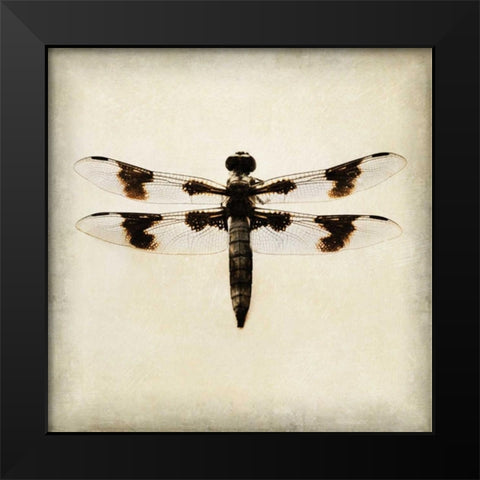 Dragonfly II Black Modern Wood Framed Art Print by Melious, Amy