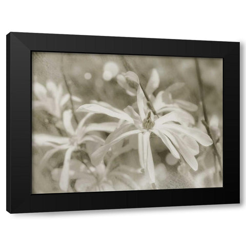 Star Magnolias I Black Modern Wood Framed Art Print by Melious, Amy