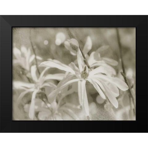Star Magnolias I Black Modern Wood Framed Art Print by Melious, Amy