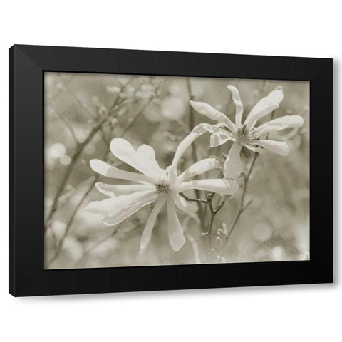 Star Magnolias II Black Modern Wood Framed Art Print with Double Matting by Melious, Amy
