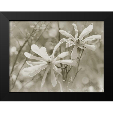 Star Magnolias II Black Modern Wood Framed Art Print by Melious, Amy