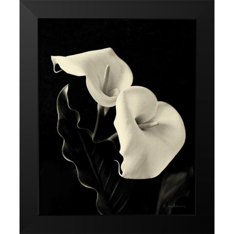 Botanical Elegance Calla IV Black Modern Wood Framed Art Print by Melious, Amy