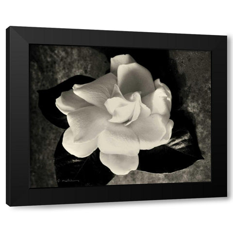 Gardenia Bloom Black Modern Wood Framed Art Print with Double Matting by Melious, Amy