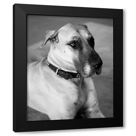 Great Dane Black and White Black Modern Wood Framed Art Print by Millet, Karyn