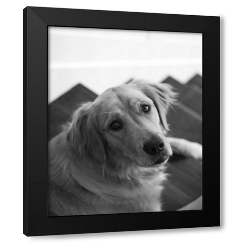 Goldie I Black and White Black Modern Wood Framed Art Print by Millet, Karyn