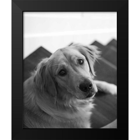 Goldie I Black and White Black Modern Wood Framed Art Print by Millet, Karyn