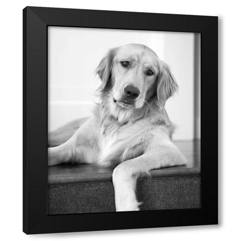 Goldie II Black and White Black Modern Wood Framed Art Print by Millet, Karyn