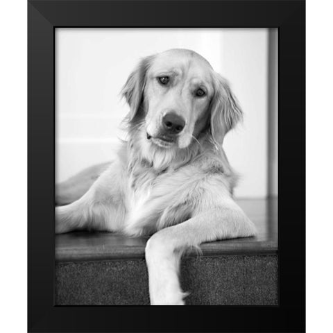 Goldie II Black and White Black Modern Wood Framed Art Print by Millet, Karyn