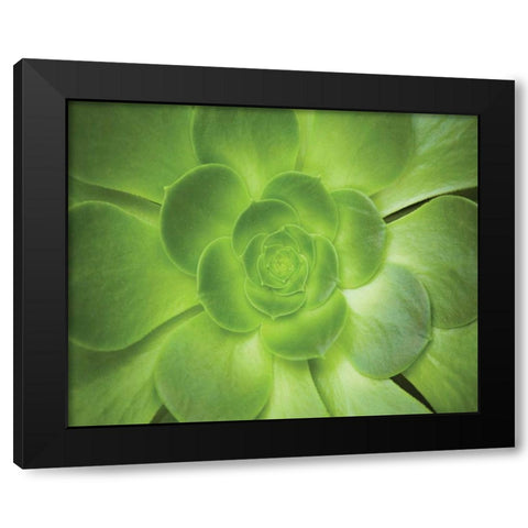 Succulent I Black Modern Wood Framed Art Print with Double Matting by Millet, Karyn
