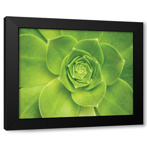 Succulent II Black Modern Wood Framed Art Print by Millet, Karyn