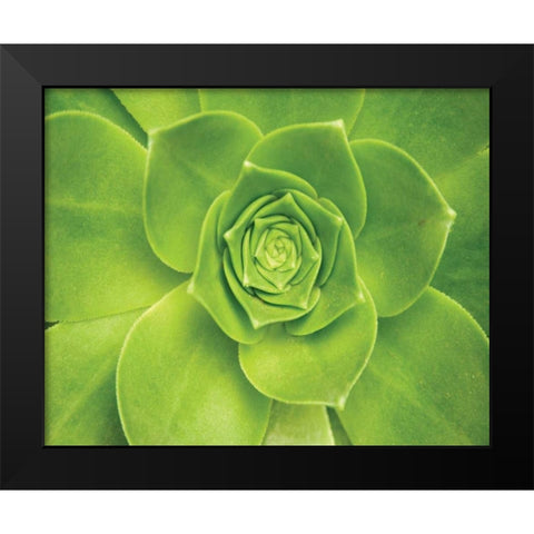 Succulent II Black Modern Wood Framed Art Print by Millet, Karyn