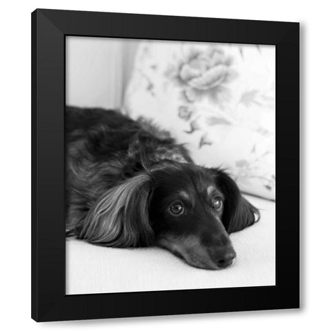 Dachshund Black and White Black Modern Wood Framed Art Print by Millet, Karyn