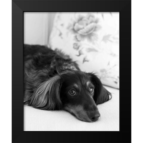 Dachshund Black and White Black Modern Wood Framed Art Print by Millet, Karyn