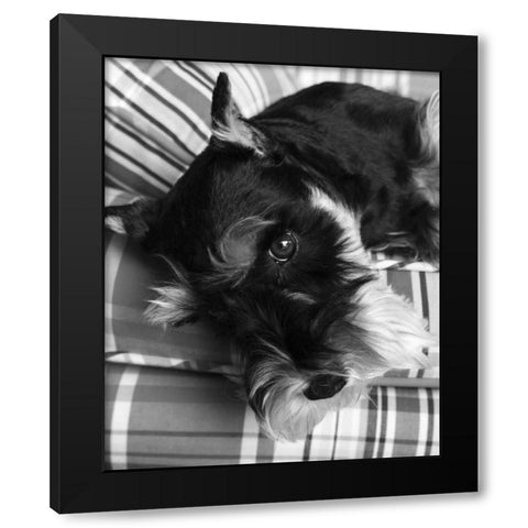 Schnauzer Black and White Black Modern Wood Framed Art Print with Double Matting by Millet, Karyn