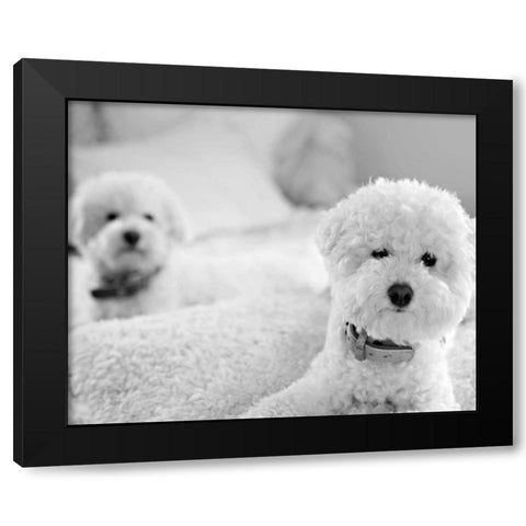 Bichons Black and White Black Modern Wood Framed Art Print with Double Matting by Millet, Karyn
