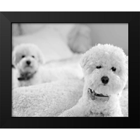 Bichons Black and White Black Modern Wood Framed Art Print by Millet, Karyn