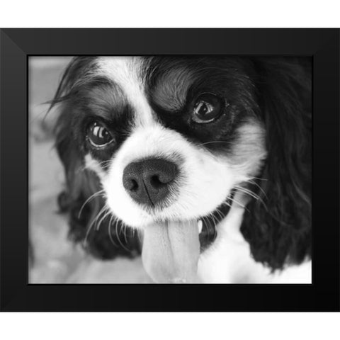 King Charles Spaniel Black and White Black Modern Wood Framed Art Print by Millet, Karyn