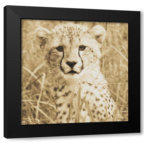 Young Cheetah Black Modern Wood Framed Art Print with Double Matting by Parker, Susann