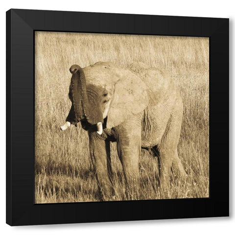 Young Elephant Black Modern Wood Framed Art Print with Double Matting by Parker, Susann