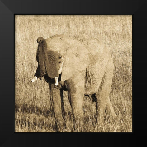 Young Elephant Black Modern Wood Framed Art Print by Parker, Susann