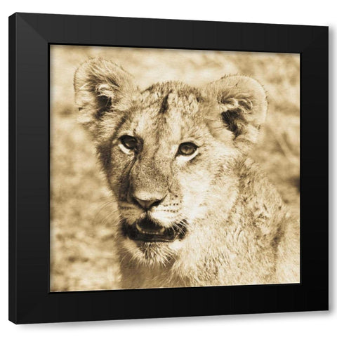 Young Lion Black Modern Wood Framed Art Print with Double Matting by Parker, Susann