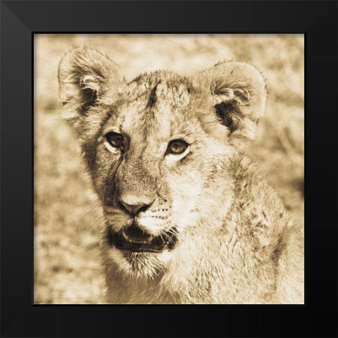 Young Lion Black Modern Wood Framed Art Print by Parker, Susann