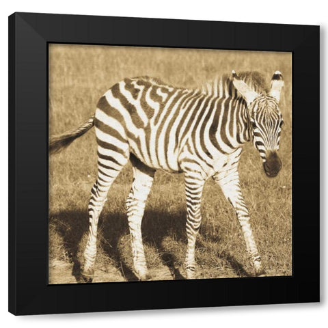 Young Zebra Black Modern Wood Framed Art Print by Parker, Susann