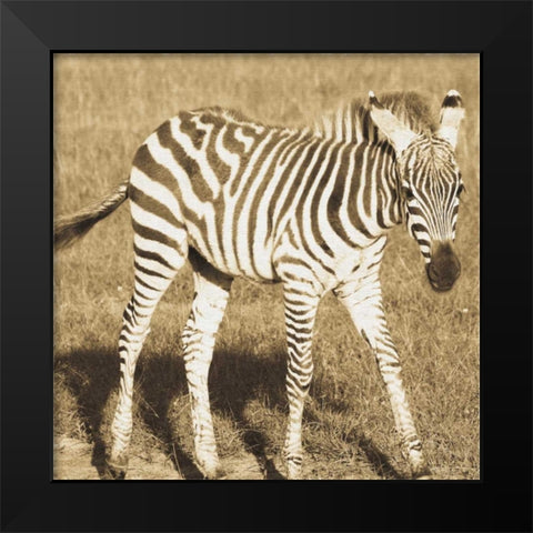 Young Zebra Black Modern Wood Framed Art Print by Parker, Susann